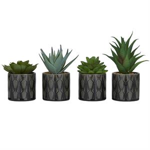 Succulents