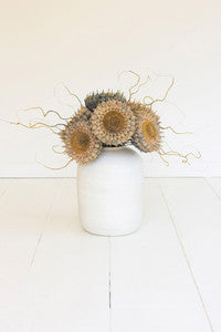 Botanica #2771