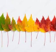 Autumn Leaves
