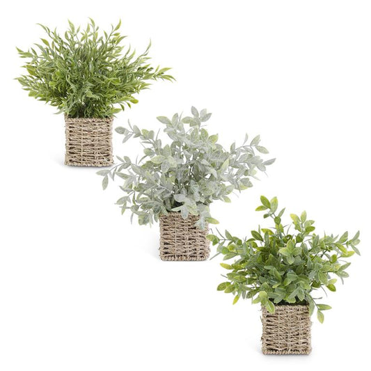 Assorted 12 Inch Herbs in Square Woven Baskets