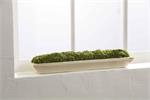 Moss Tray