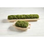 Moss Tray